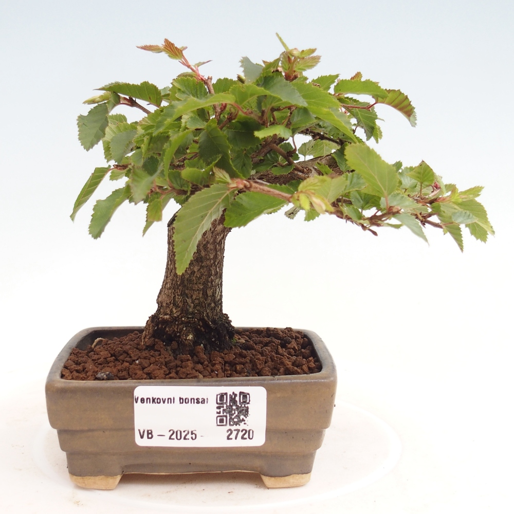 Na zewnątrz bonsai-Karpiny KARPINOWE - Koreański Grab