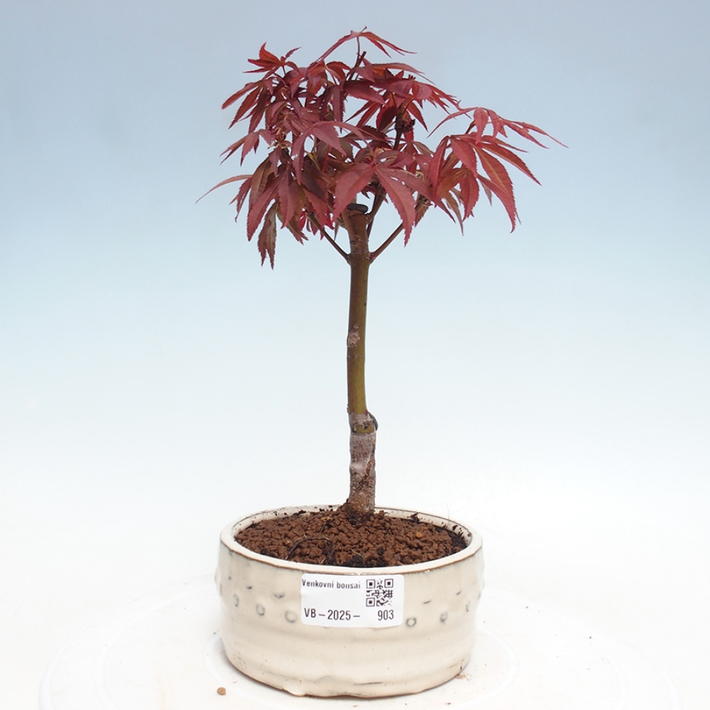 Bonsai zewnętrzne - palma Acer. Klon Atropurpureum-Palmleaf