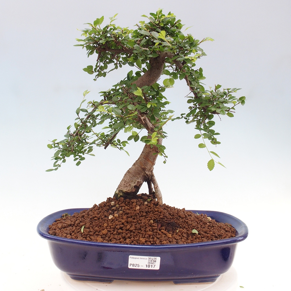 Bonsai wewnętrzne - Ulmus parvifolia - Wiąz drobnolistny