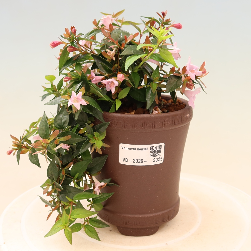 Bonsai ogrodowe – Abelia Edward Goucher – Abelia wielkokwiatowa