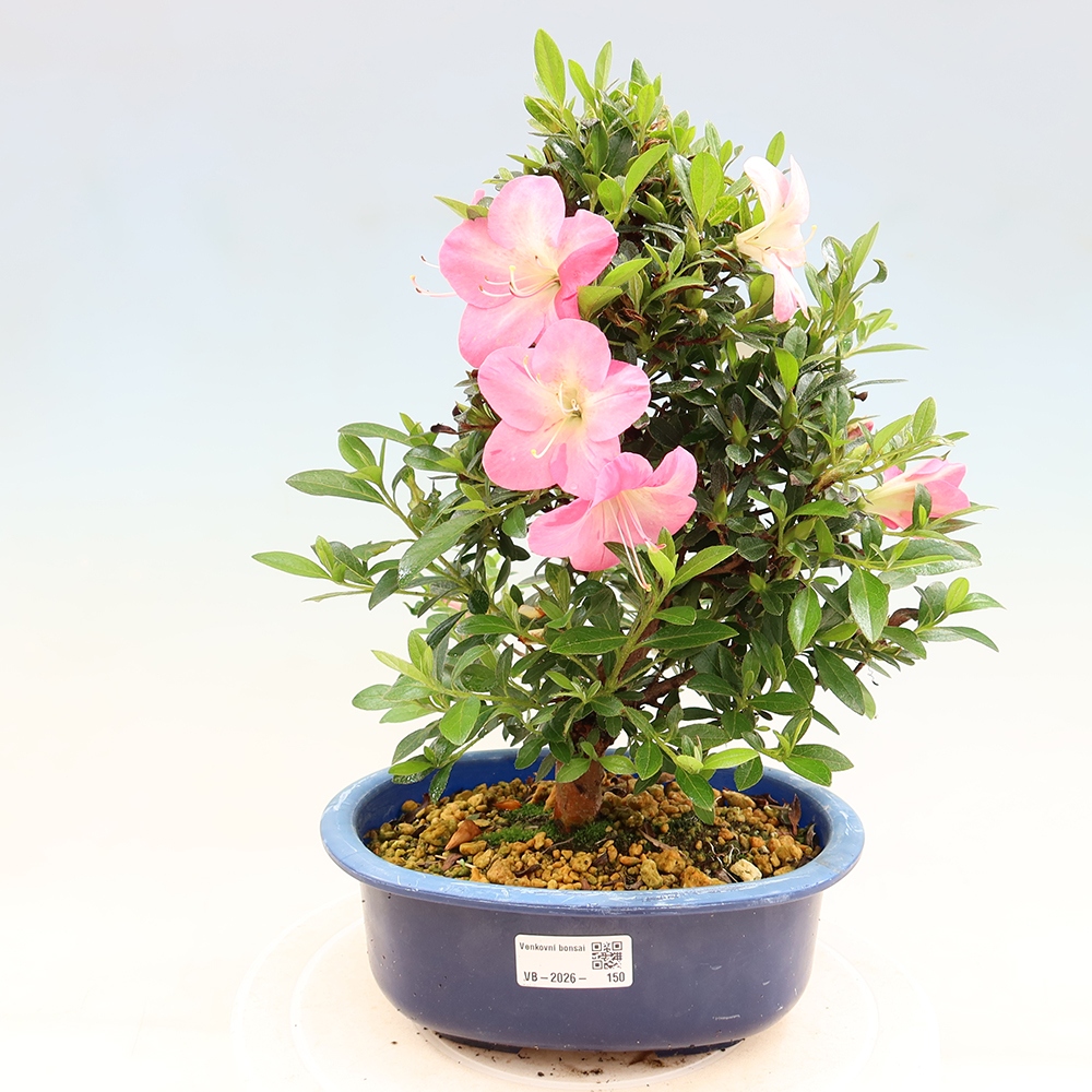 Bonsai zewnętrzne - Azalia japońska - Azalia Santoka
