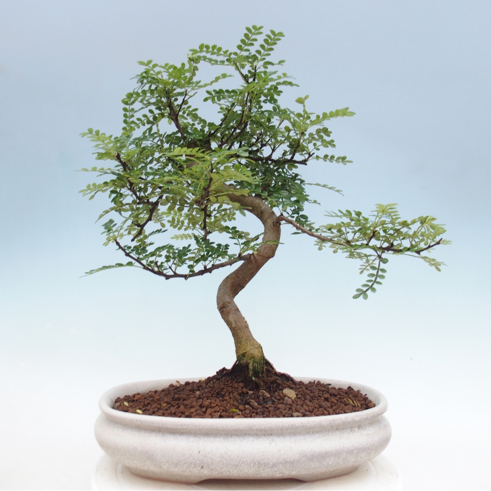 Pokój bonsai - Zantoxylum piperitum - drzewo pieprzowe