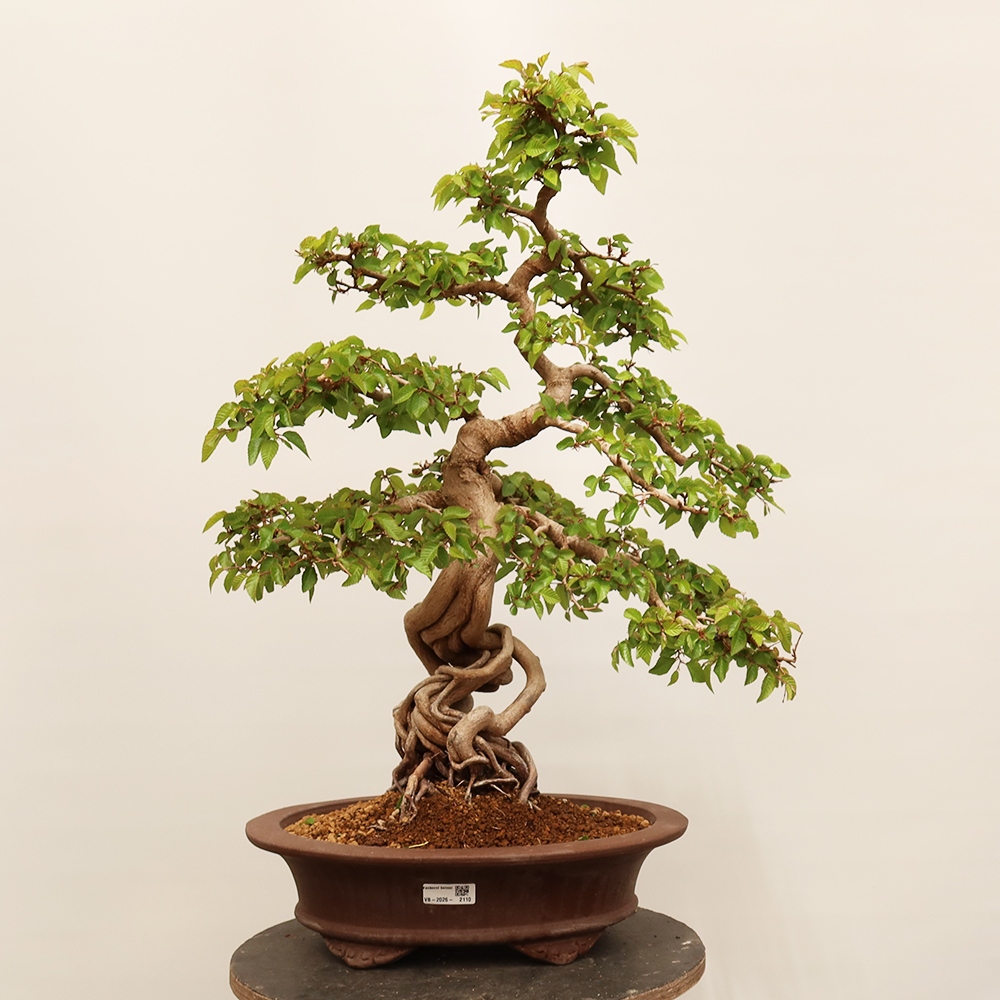 Bonsai plenerowe - Carpinus Coreana - grab koreański