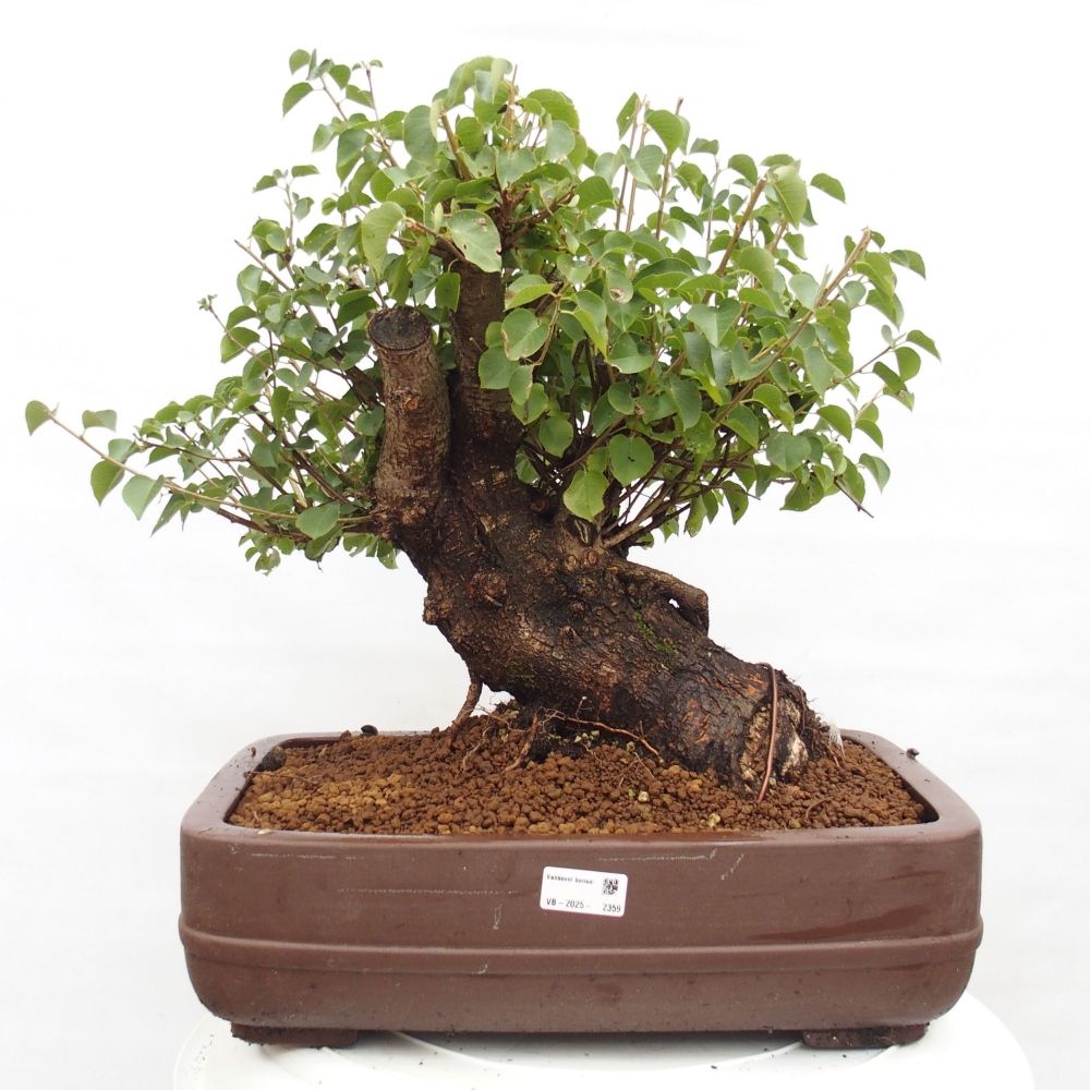 Bonsai na zewnątrz - Mahalebka - Prunus mahaleb