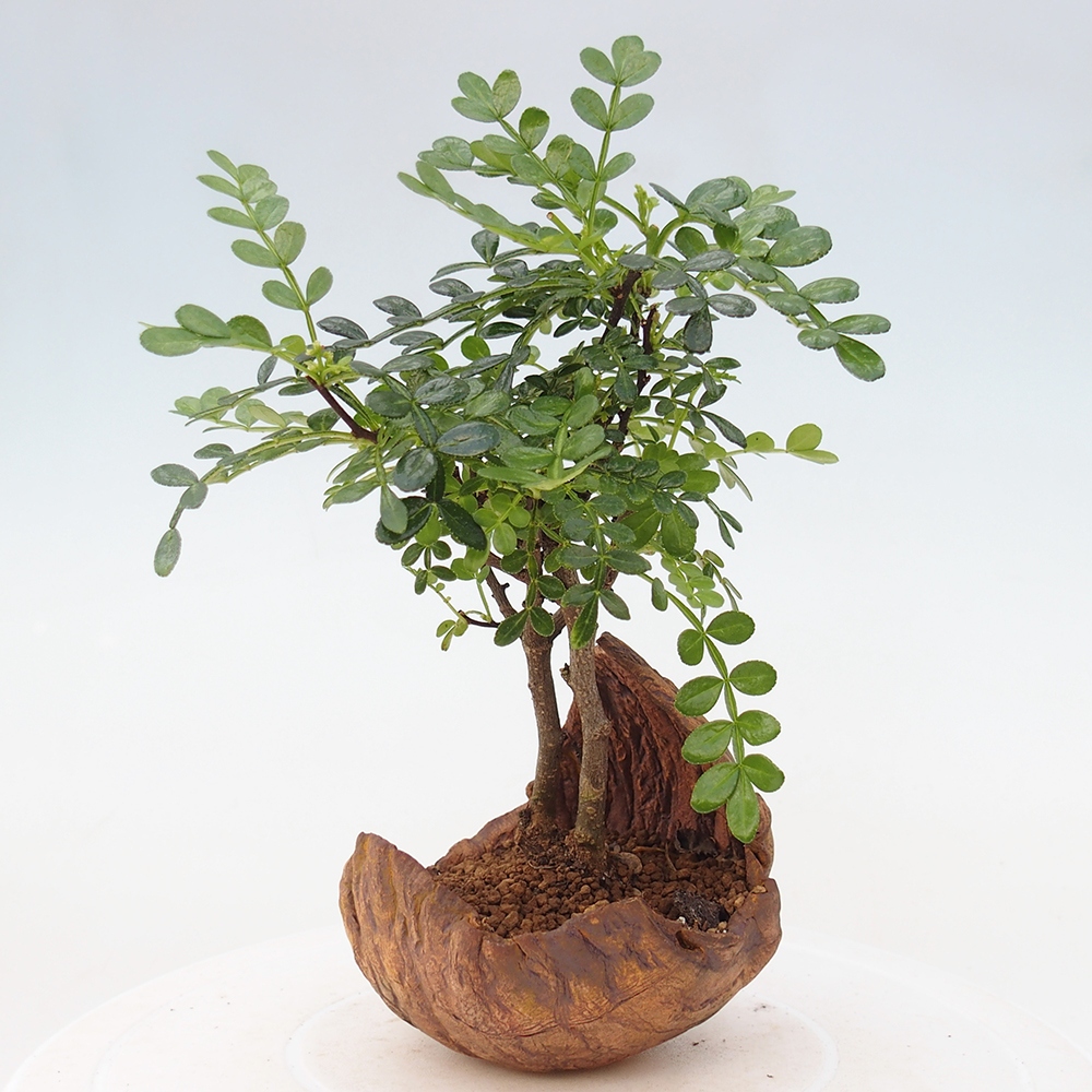 Pokój bonsai - Zantoxylum piperitum - drzewo pieprzowe