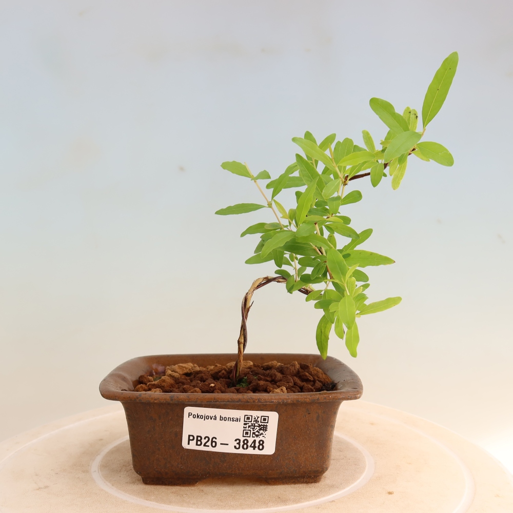 Pokój bonsai - PUNICA granatum nana - jabłko granatu