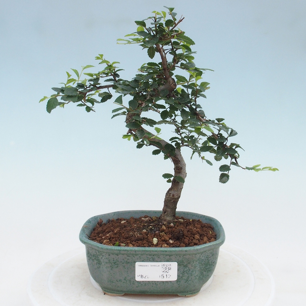 Bonsai wewnętrzne - Ulmus parvifolia - Wiąz drobnolistny