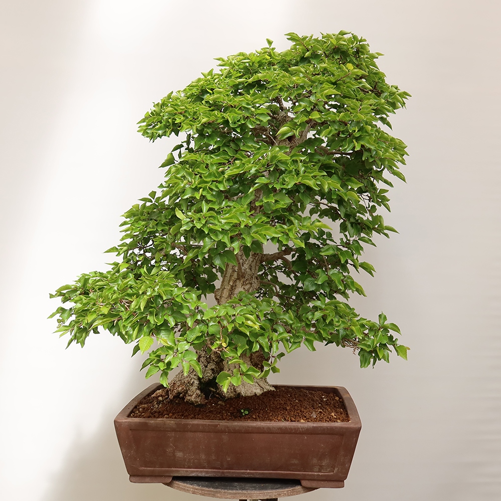 Bonsai plenerowe - Carpinus Coreana - grab koreański
