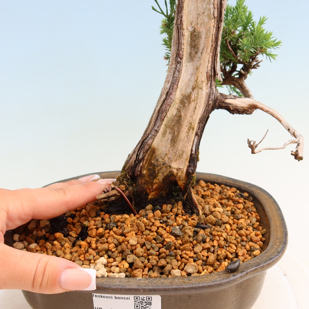 Bonsai ogrodowe – Juniperus squamata – Jałowiec łuskowaty