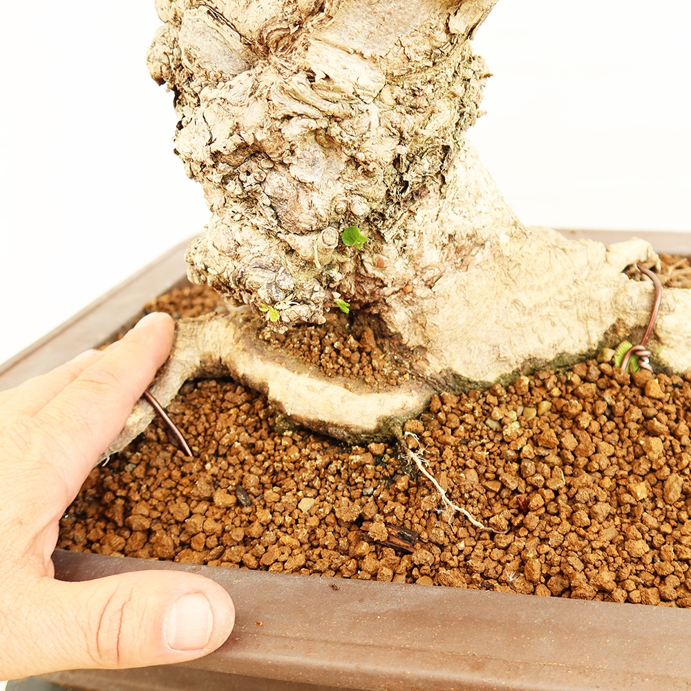 Bonsai plenerowe - Carpinus Coreana - grab koreański