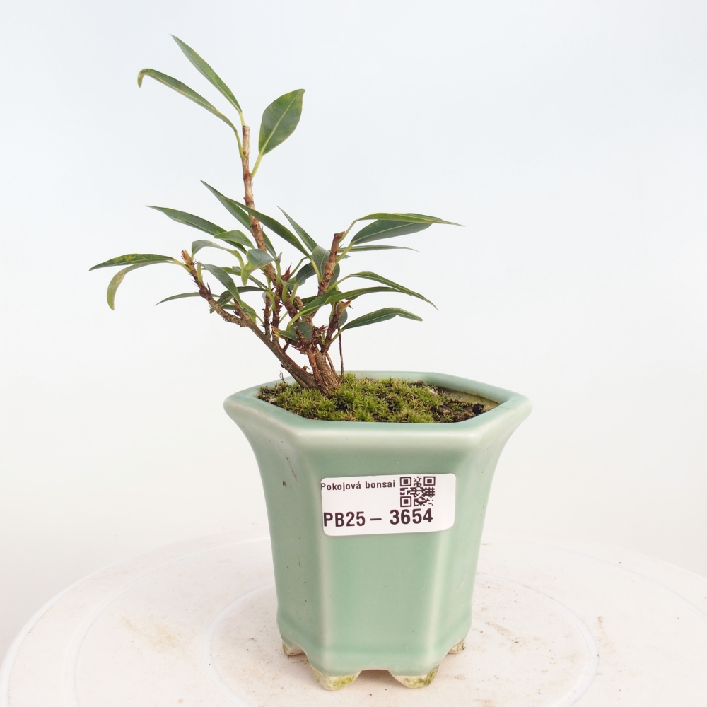 Pokój bonsai - Ficus nerifolia - figowiec drobnolistny
