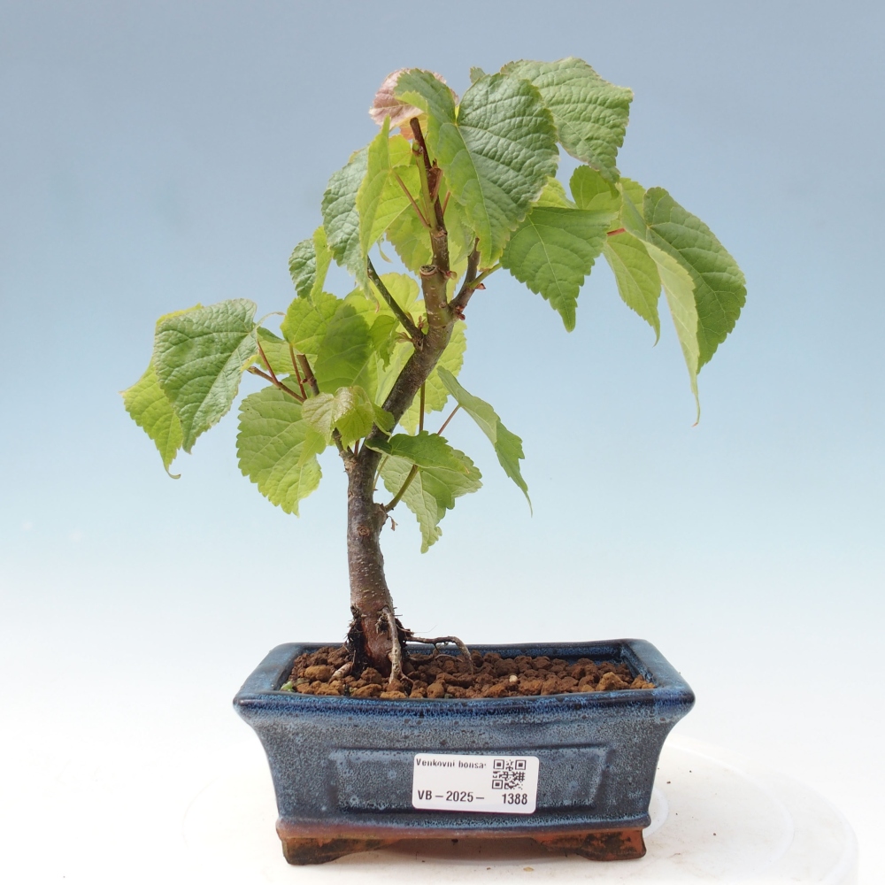 Bonsai na zewnątrz - Lipa - Tilia cordata