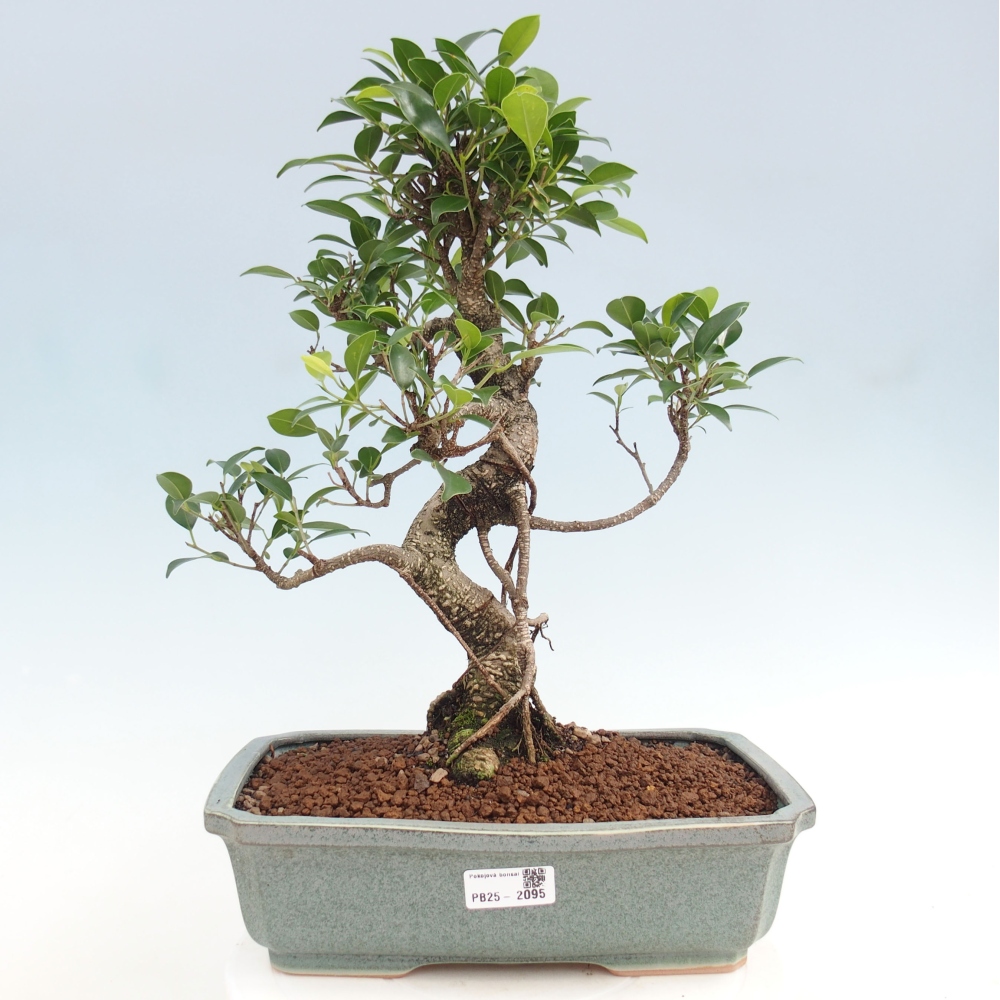 Kryty bonsai - Ficus kimmen - figowiec drobnolistny