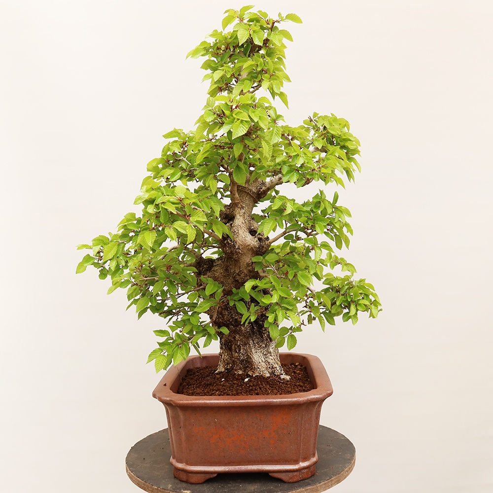 Bonsai plenerowe - Carpinus Coreana - grab koreański