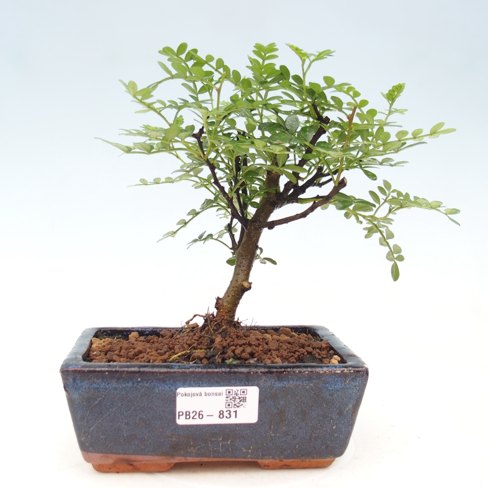 Pokój bonsai - Zantoxylum piperitum - drzewo pieprzowe
