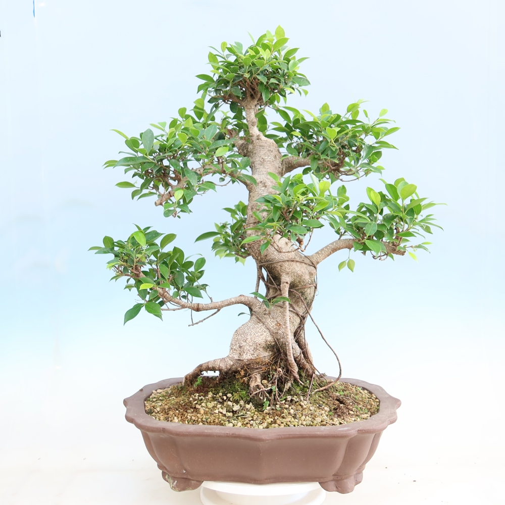 Pokój bonsai - Ficus kimmen - figowiec drobnolistny