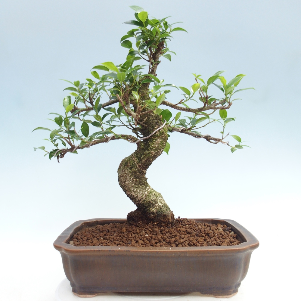 Pokój bonsai - Ficus kimmen - figowiec drobnolistny