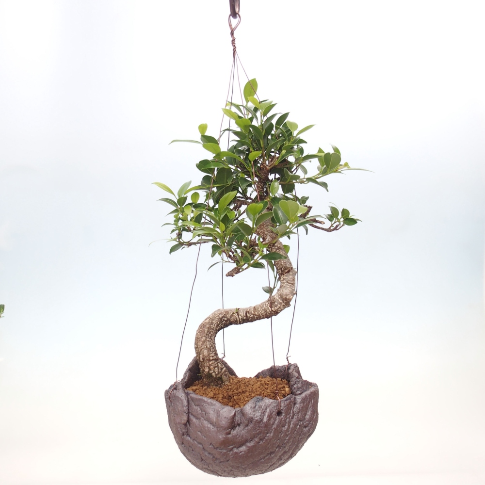 Kokedama w ceramice - figowiec drobnolistny - Ficus kimmen