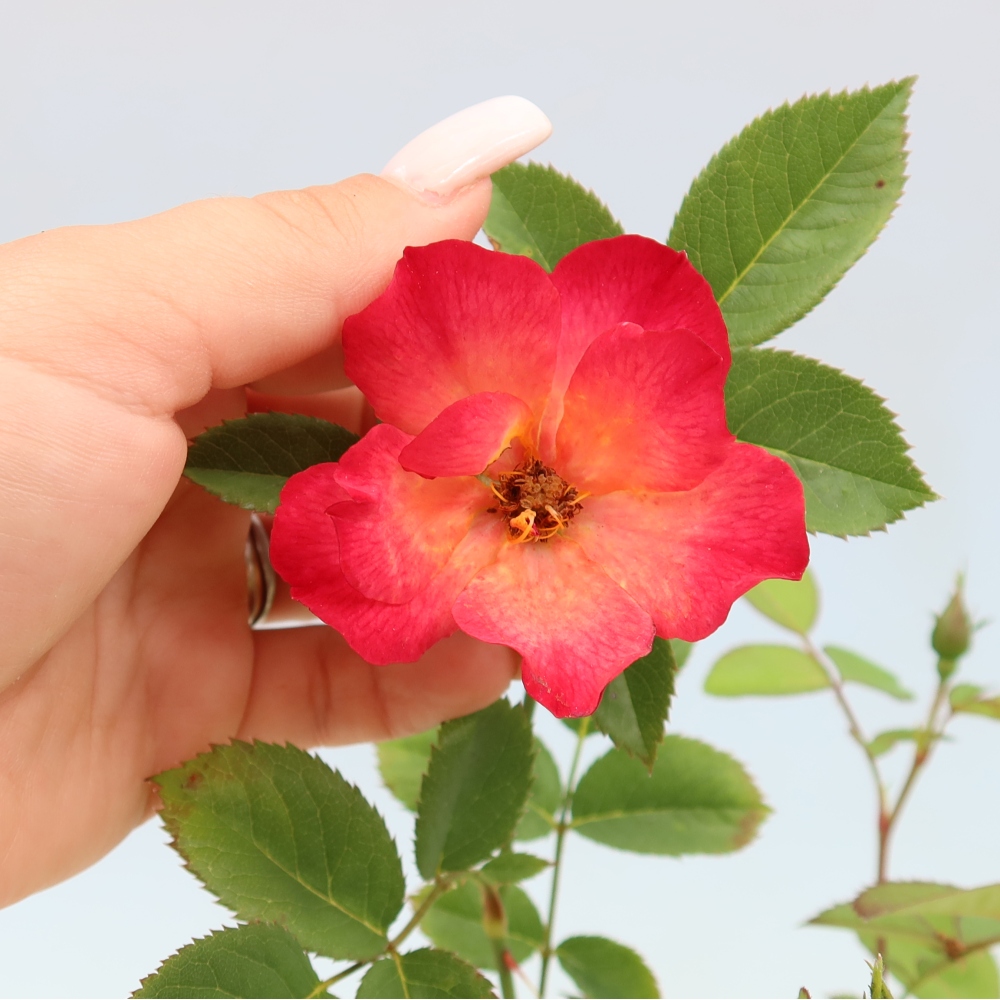 Bonsai ogrodowe – Rosa Kordes – róża