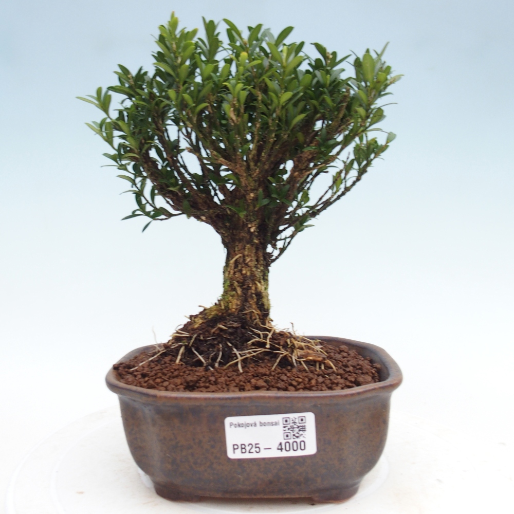 Pokój bonsai - Buxus harlandii - buxus korkowy