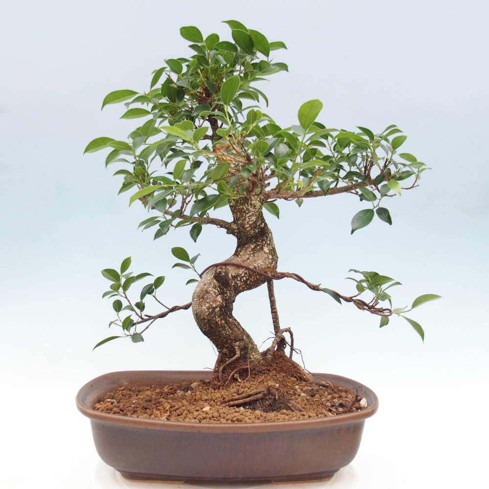 Pokój bonsai - Ficus retusa - figowiec drobnolistny