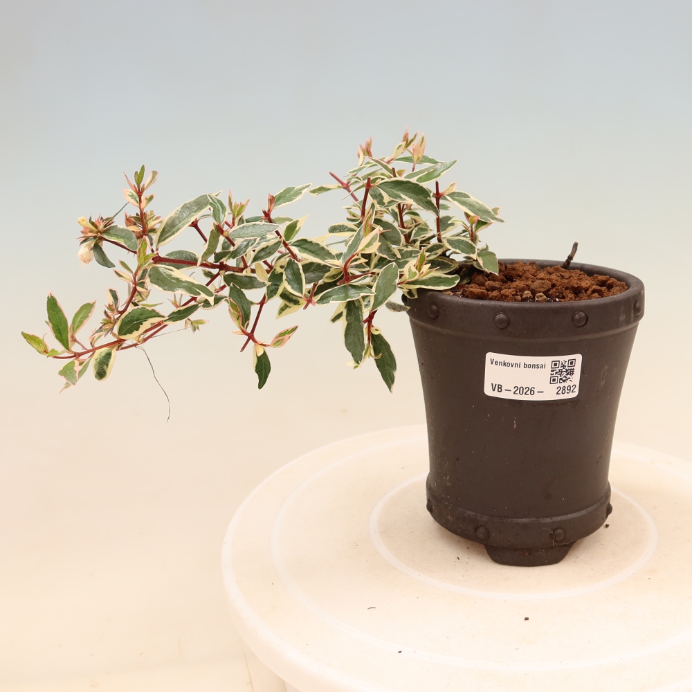 Bonsai ogrodowe – Abelia gr. Confetti – Abelia wielkokwiatowa