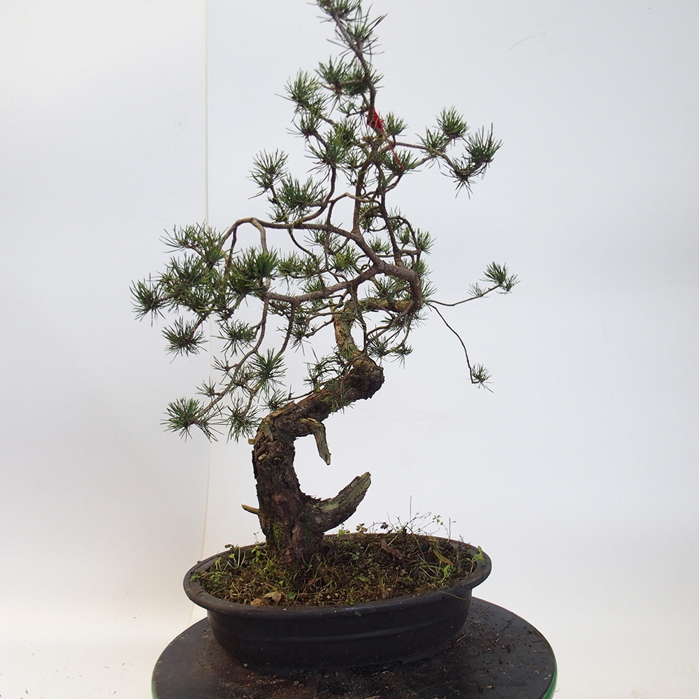 Yamadori - Pinus sylvestris Hiszpania