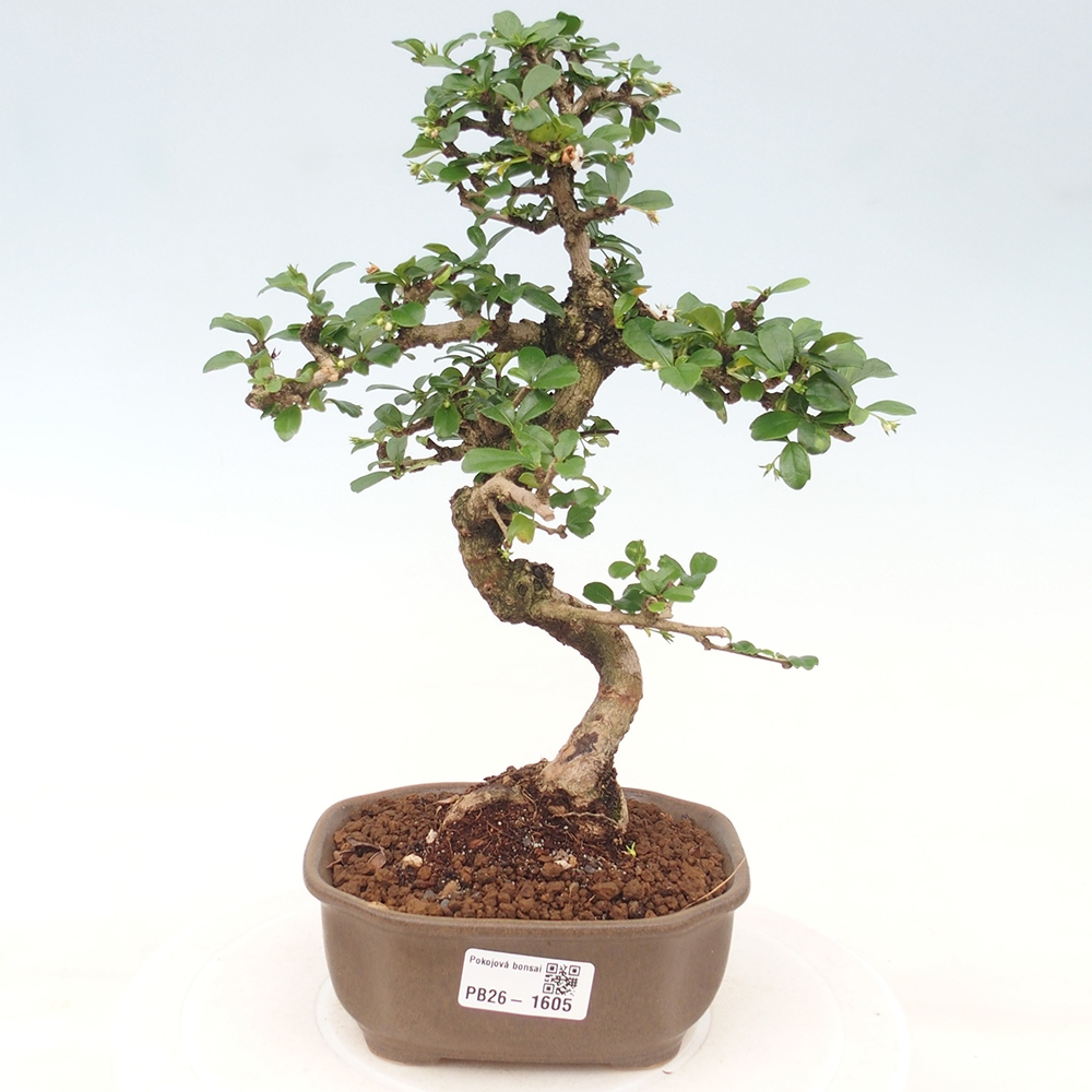 Bonsai pokojowe - Carmona macrophylla - Tea fuki