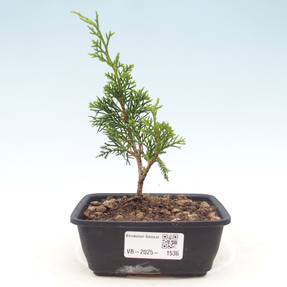 Outdoor bonsai - Juniperus chinensis Itoigawa - Jałowiec chiński
