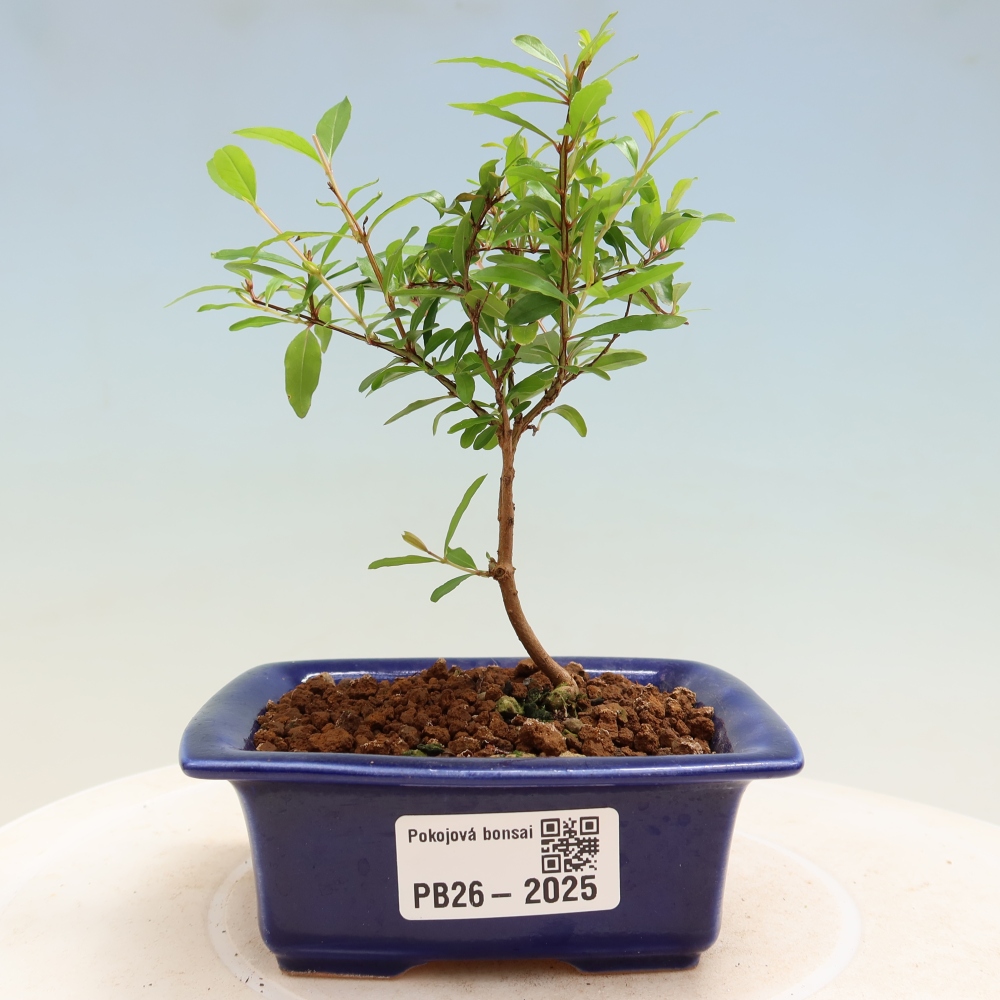 Pokój bonsai - PUNICA granatum nana - jabłko granatu