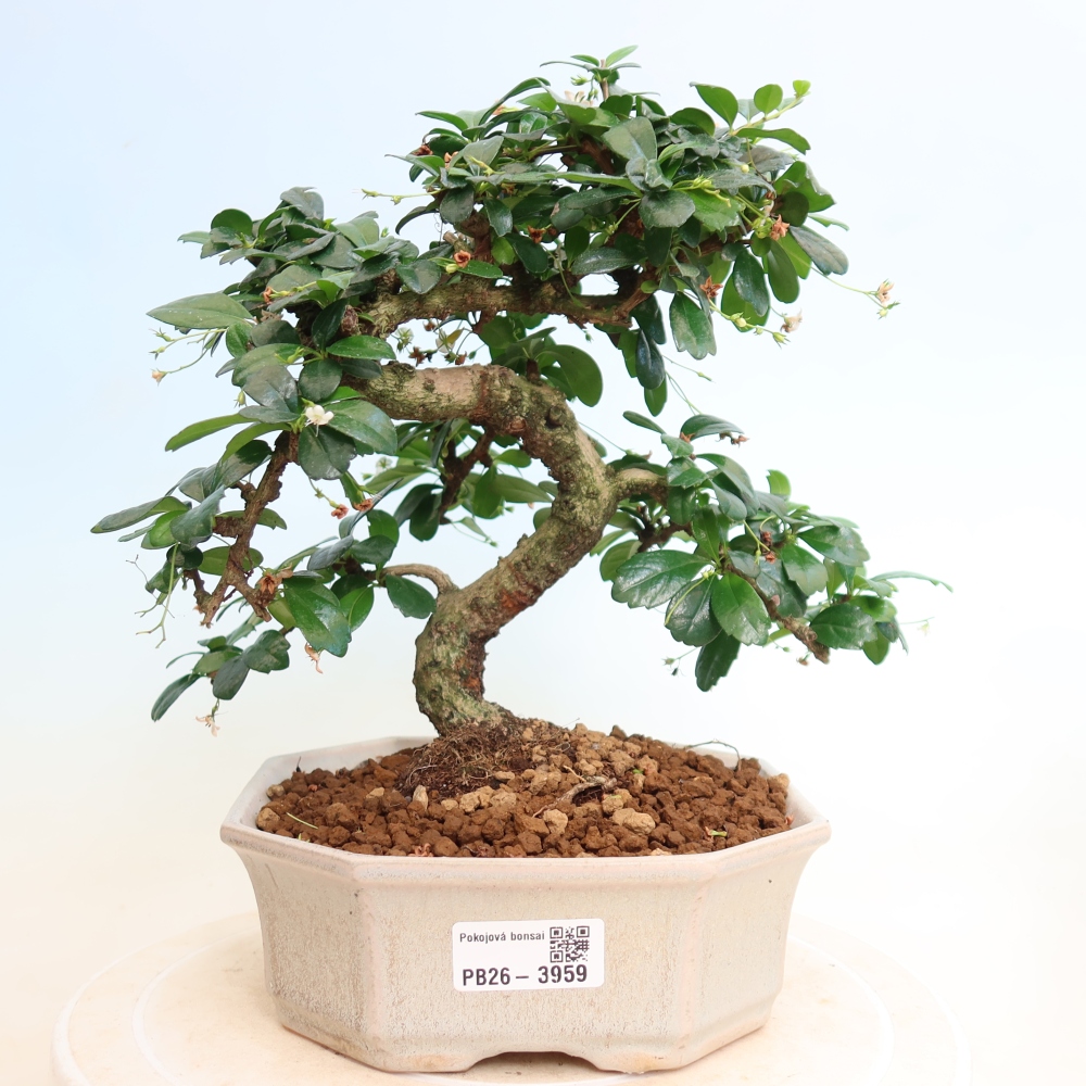 Bonsai pokojowe - Carmona macrophylla - Tea fuki