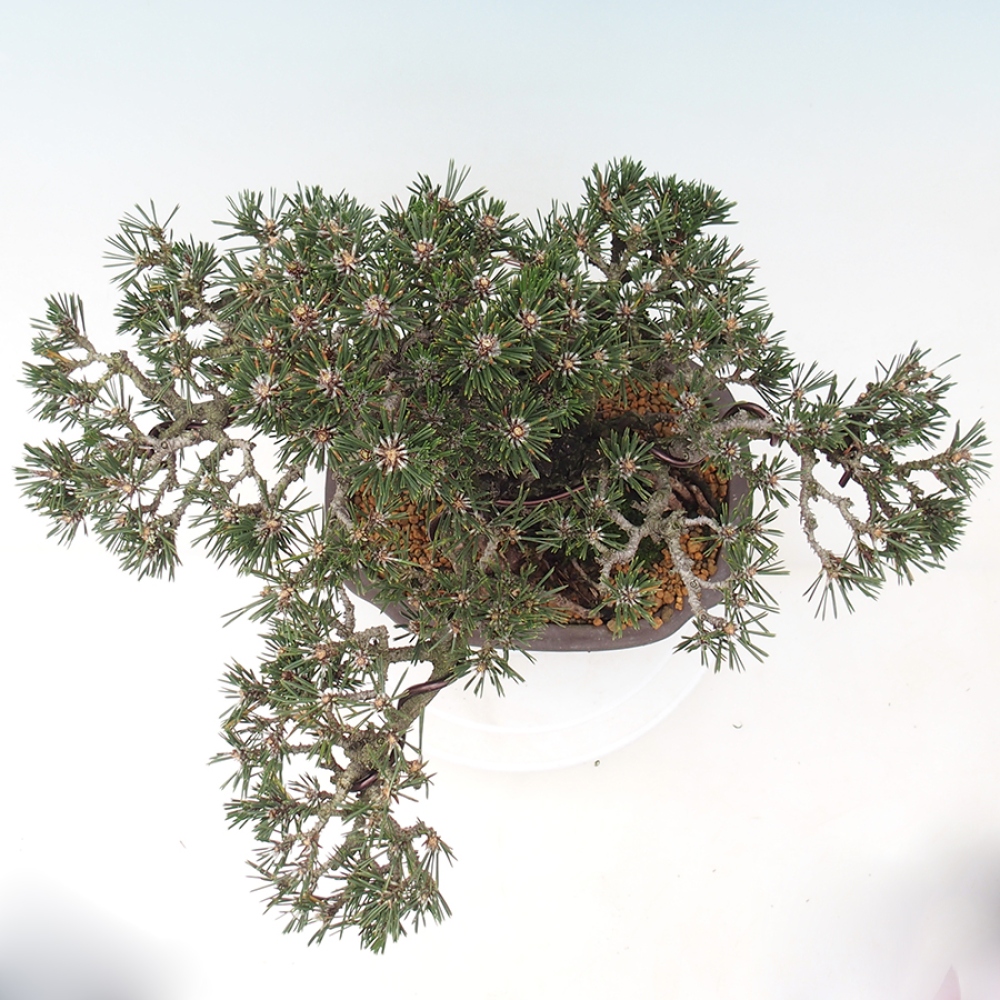 Outdoor bonsai - Pinus thunbergii Kotobuki - Sosna Thunberga