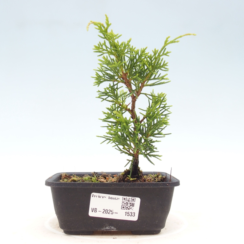 Outdoor bonsai - Juniperus chinensis Itoigawa - Jałowiec chiński