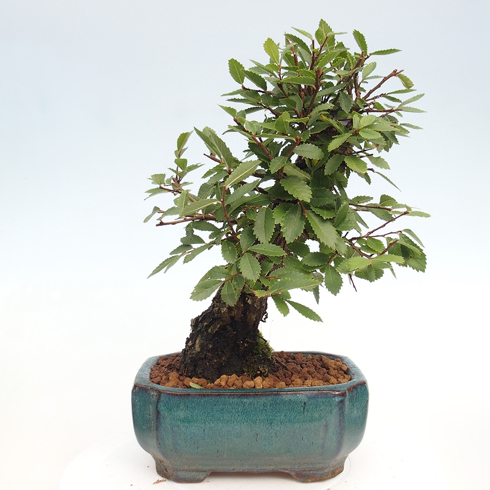 Bonsai zewnętrzne - Zelkova - Zelkova NIRE