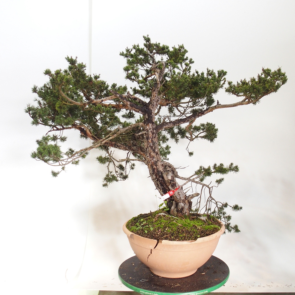 Yamadori - Pinus sylvestris Hiszpania