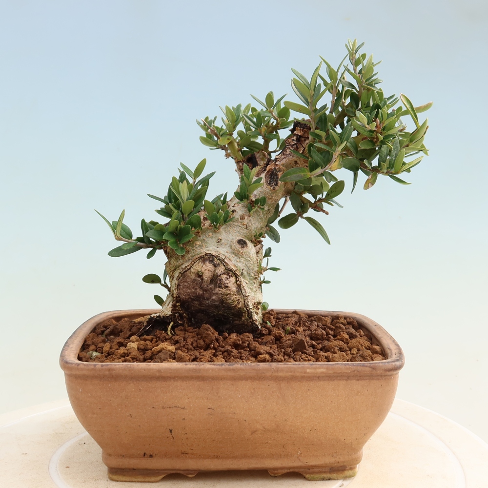 Bonsai do wnętrz - Olea europaea sylvestris
