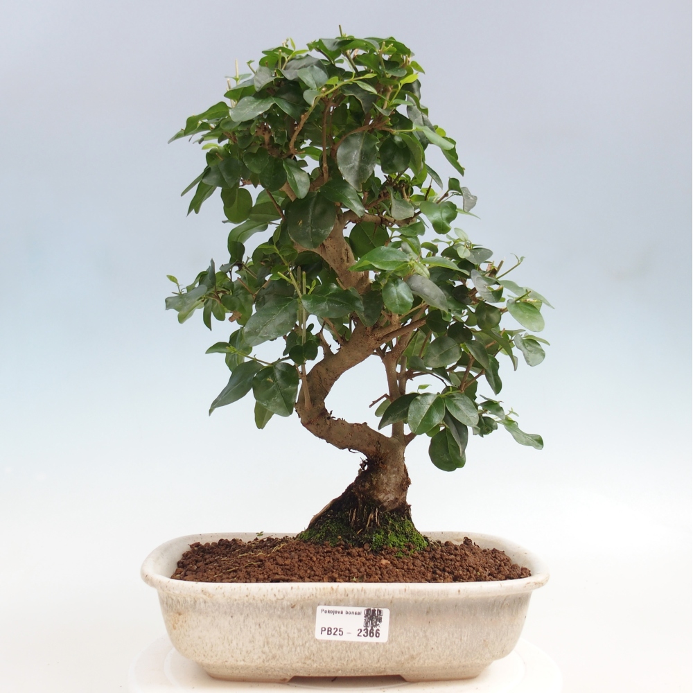 Pokój bonsai -Ligustrum chinensis - Ptasie oko