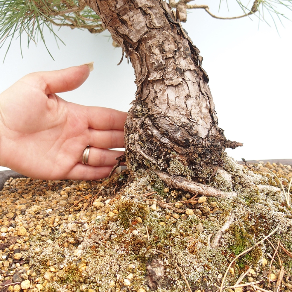 Outdoor bonsai - Pinus thunbergii - sosna Thunberga