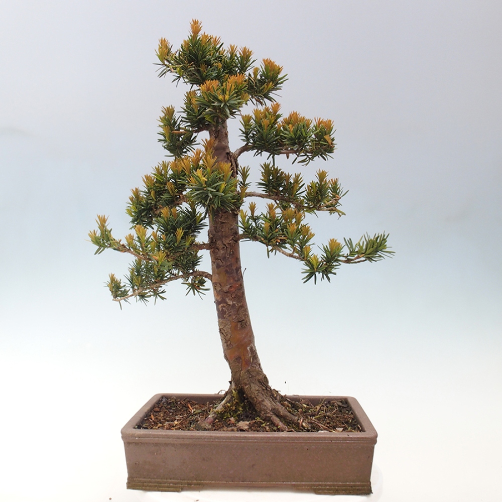 Bonsai na zewnątrz - Taxus cuspidata - cis japoński