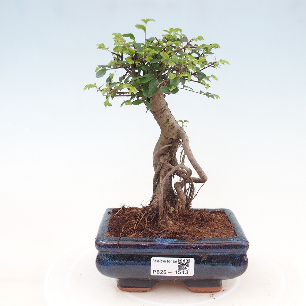 Pokój bonsai - Ulmus parvifolia - Wiąz drobnolistny