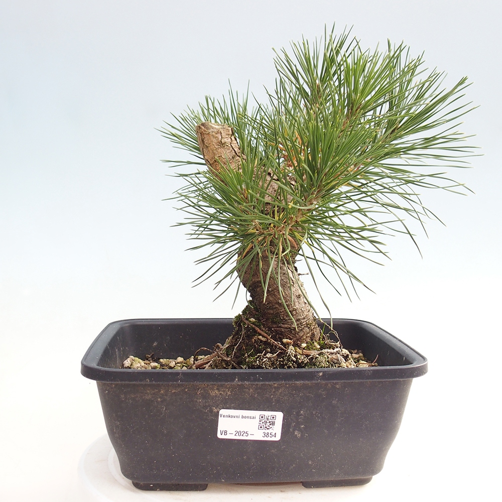 Outdoor bonsai - Pinus thunbergii - sosna Thunberga
