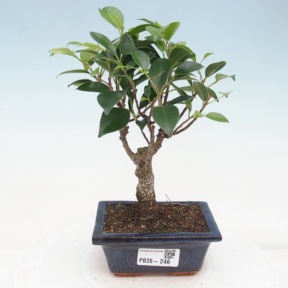 Pokój bonsai Ficus retusa kimmen