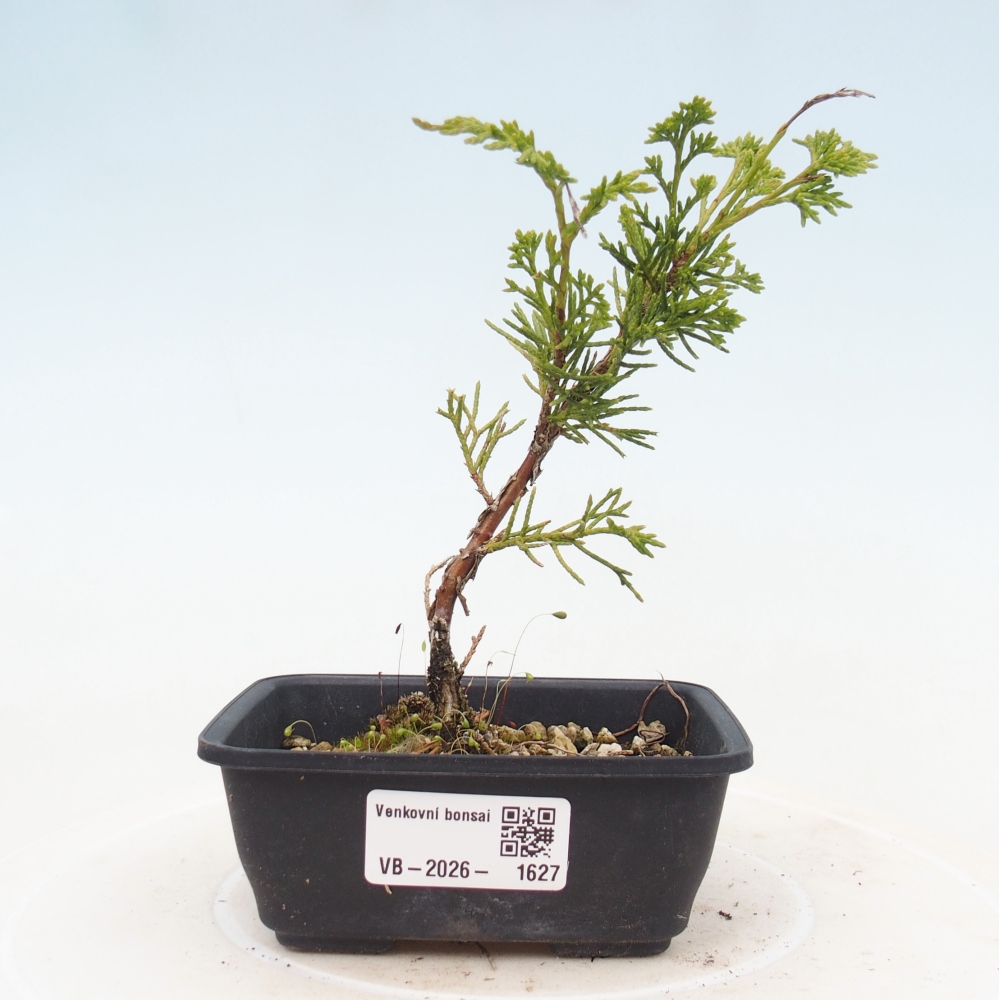 Outdoor bonsai - Juniperus chinensis Itoigawa