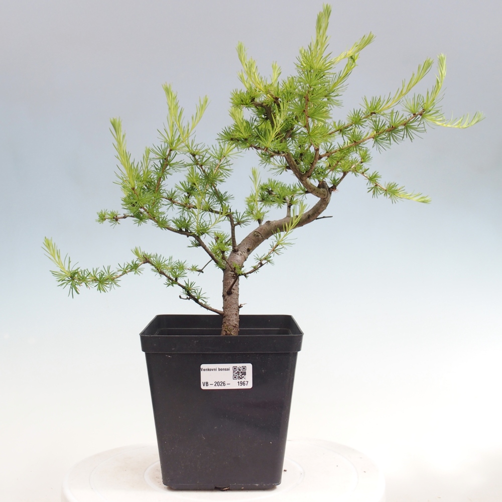 Bonsai zewnętrzne - Larix decidua - Modrzew