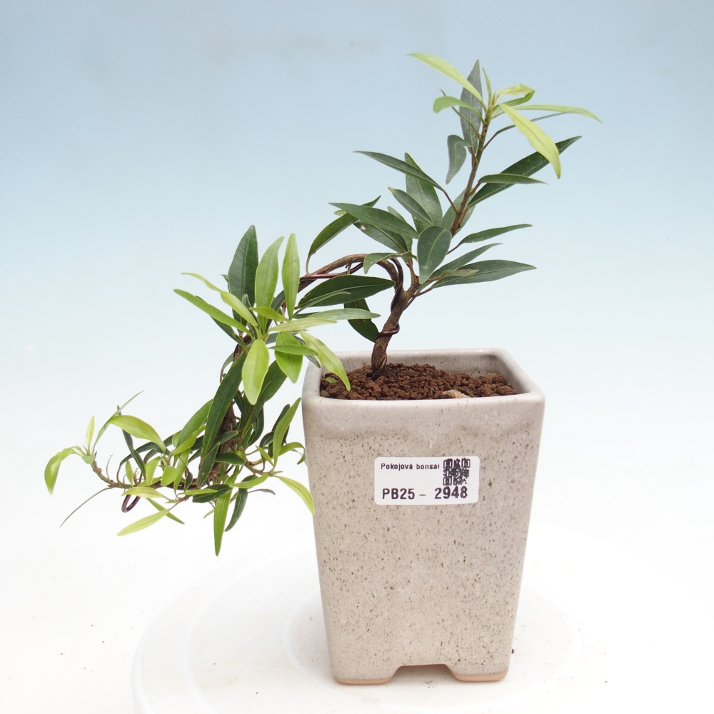 Bonsai wewnętrzne - Ficus nerifolia - figowiec drobnolistny