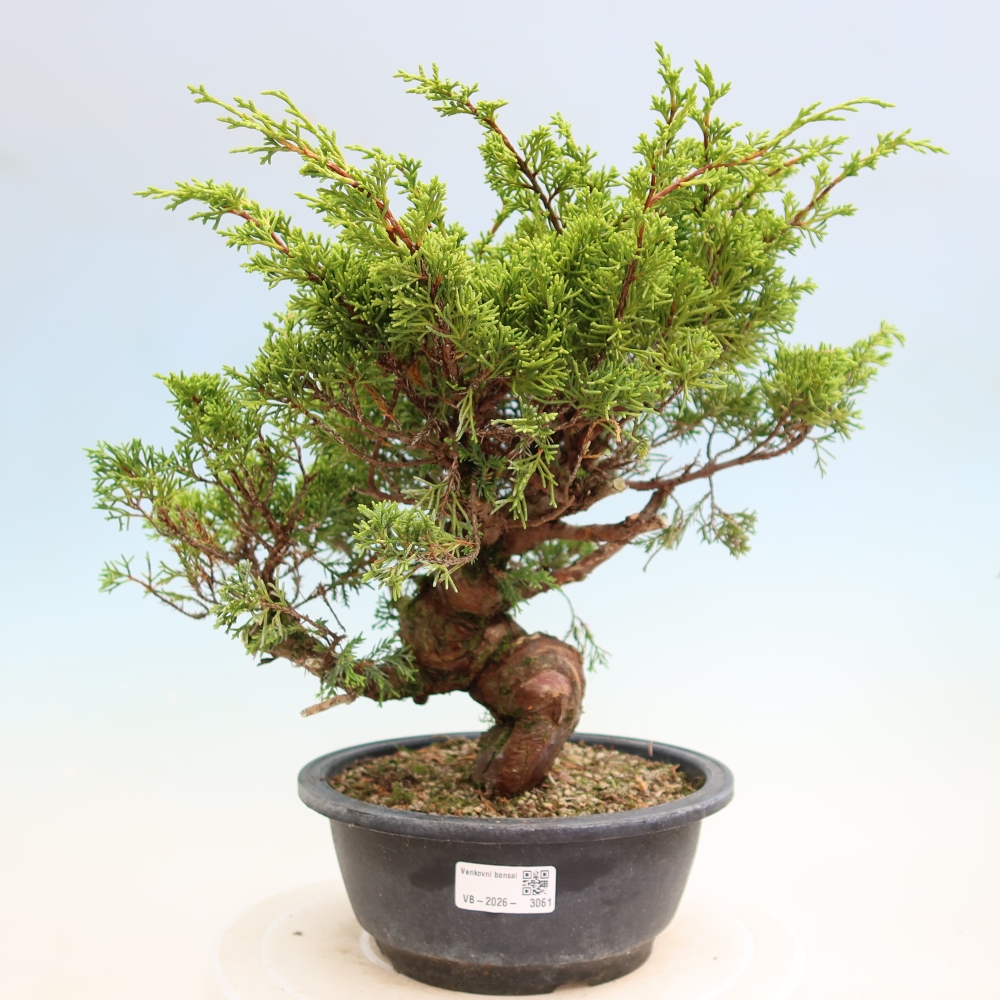 Bonsai ogrodowe – Juniperus chinensis Itoigawa – jałowiec chiński
