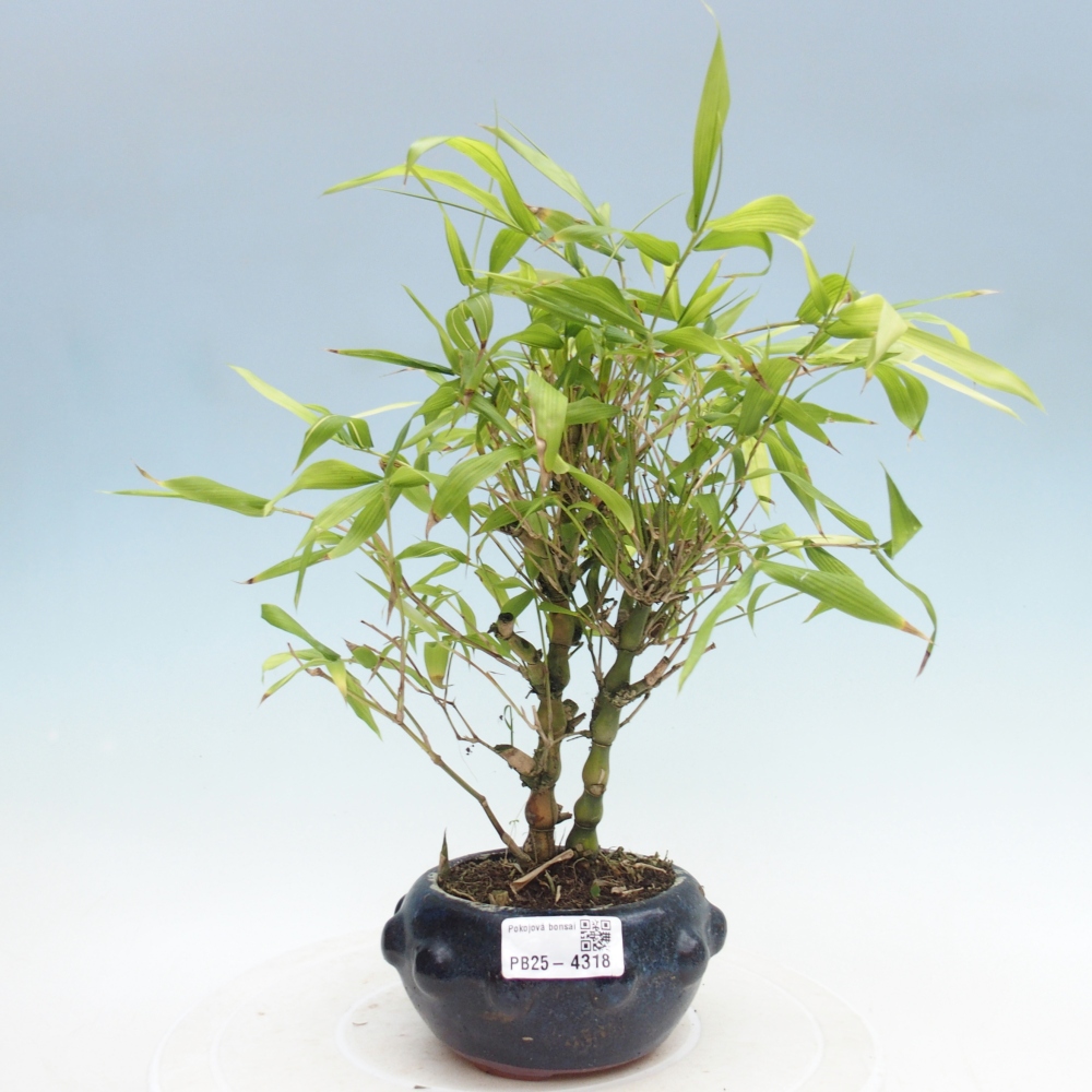 Room bonsai - Bamboo budha - Bamboo budha belly