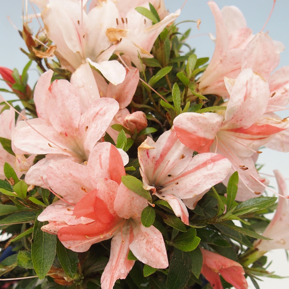Bonsai ogrodowe - azalia japońska - Azalea Nikko