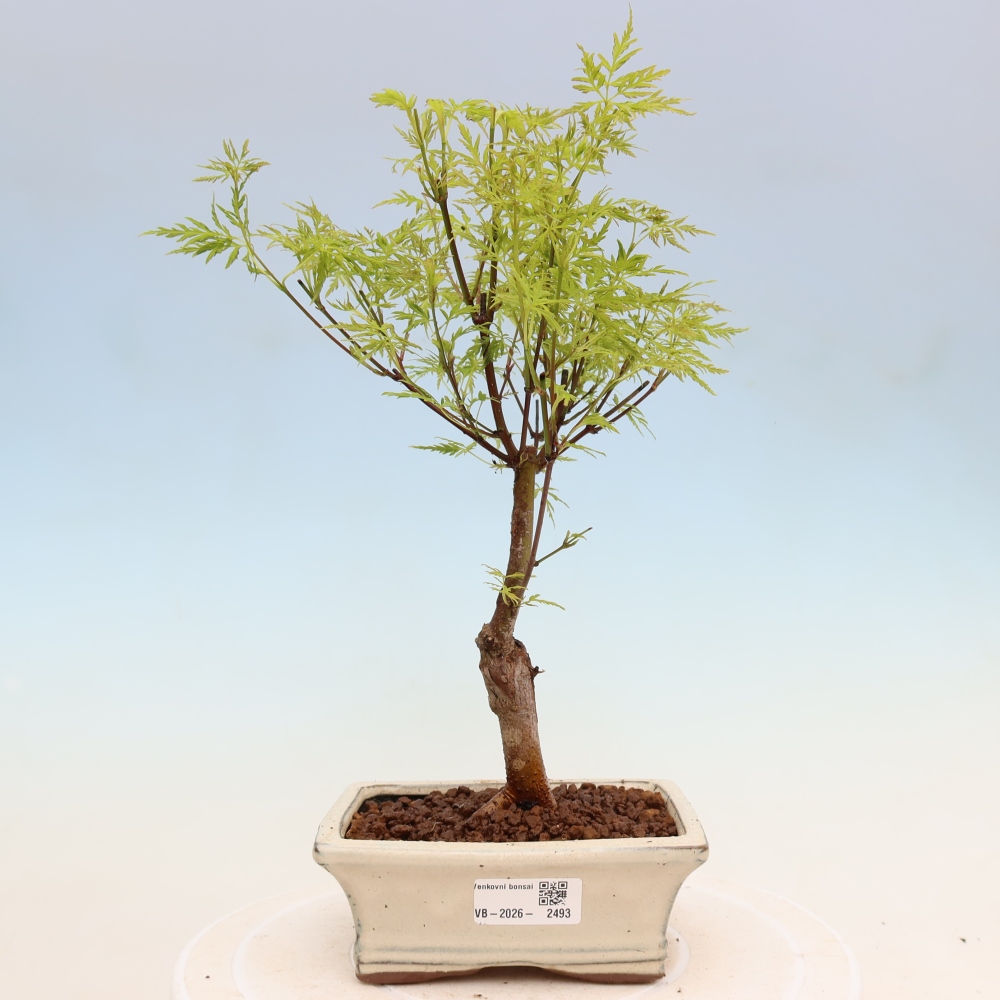 Bonsai ogrodowe – Acer palmatum Dissectum – klon palmowy 