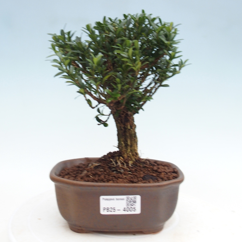Pokój bonsai - Buxus harlandii - buxus korkowy